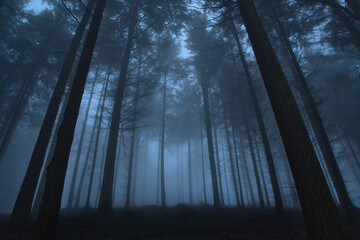 Tree silhouettes in a dark misty forest