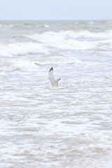 Seagulls flying over baltic sea shoreside on a cloudy overcast day.