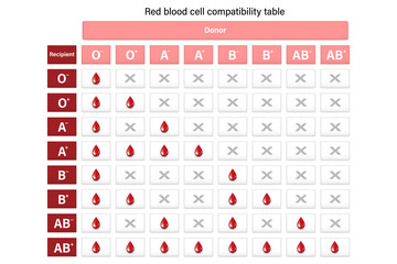 Red blood cell compatibility table. Blood donation. Donor and recipient.