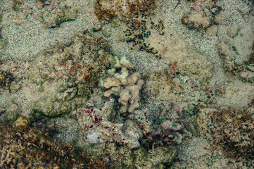 Fototapeta na wymiar Young reefs of bottom atlantic water ocean in Dominican Republic