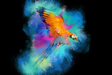 Schilderijen op glas Colorful powder explosion with Macaw parrot flying isolated on black background. © Passakorn