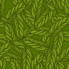 Alocasia leaves seamless pattern.Vintage tropical branch in engraving style.
