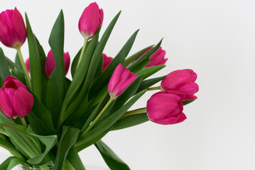 Bouquet of fresh pink tulips. Spring flowers