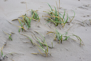 Green seagrass growing near baltic sea.