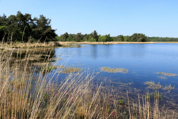 marshland in cross border park Kalmthout Heath, Belgium and the Netherlands