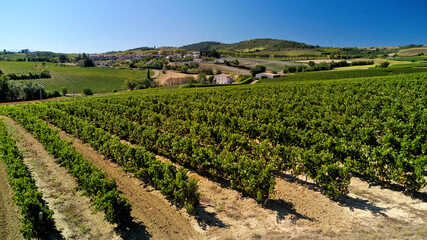 Beautiful view of the grapevines growing in the vineyard in bright sunlight in Alaigne, Aude, France