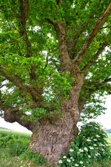 Obraz premium Stamm einer alten knorrigen Stieleiche