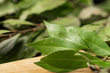 Bay leaves on a branch. Macro. Light wooden background.