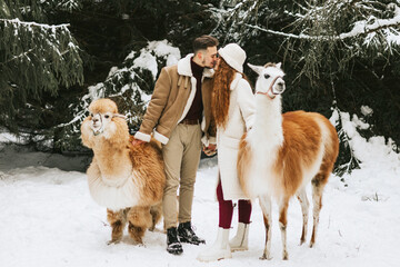 young couple in love in fashion stylish winter clothes stand in snowy pine forest and having fun spending time together with llama and alpaca pet, valentine's day and newlyweds, tenderness and love