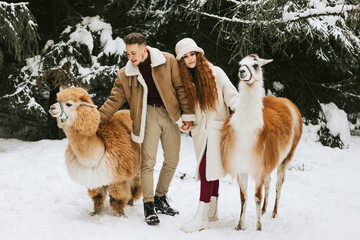 young couple in love in fashion stylish winter clothes stand in snowy pine forest and having fun spending time together with llama and alpaca pet, valentine's day and newlyweds, tenderness and love © klavdiyav