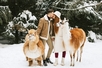 Fototapeta na wymiar young couple in love in fashion stylish winter clothes stand in snowy pine forest and having fun spending time together with llama and alpaca pet, valentine's day and newlyweds, tenderness and love