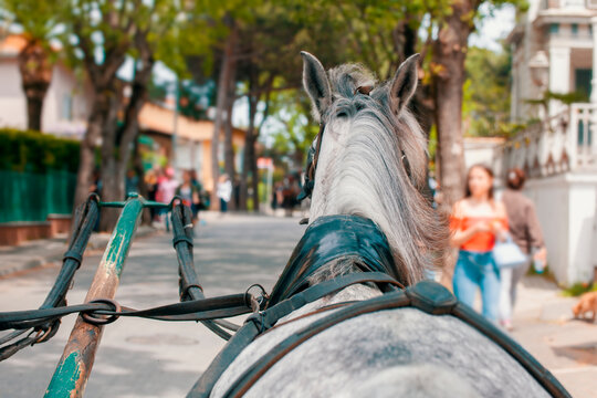 Street view behind horse in a phaeton I Fayton ride in Buyukada I Prince Island. The use of phaetons was terminated due to the neglect of animal rights.