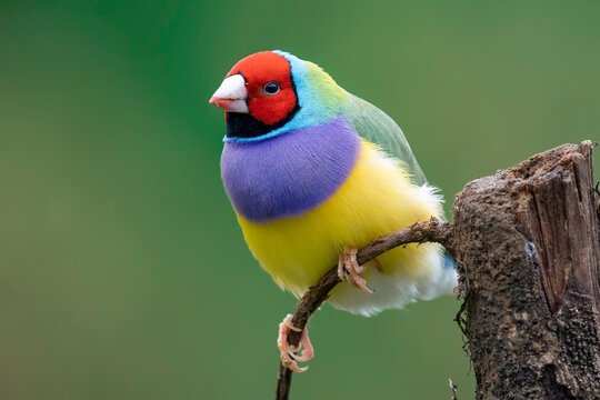 Closeup of a colorful Gouldian finch (Chloebia gouldiae) standing on the narrow branch
