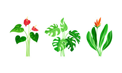 Set of tropical exotic plants and leaves cartoon vector illustration