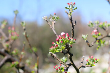 Spring blossoms on the tree. Selective focus.