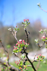 Spring blossoms on the tree. Selective focus.