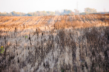 Beautiful view of crop residues in a field on a sunny day