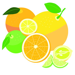 Graphic bright still life of citrus fruits