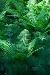Beautiful fern leaf texture in nature. Natural ferns background Fern leaves Close up ferns nature. Fern plants in forest Background of the ferns Nature concept. Green ferns nature.