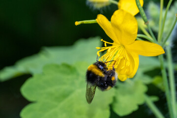 A honey bee collects pollen on a yellow flower on a sunny day. Bee collecting nectar on a flower for pollination