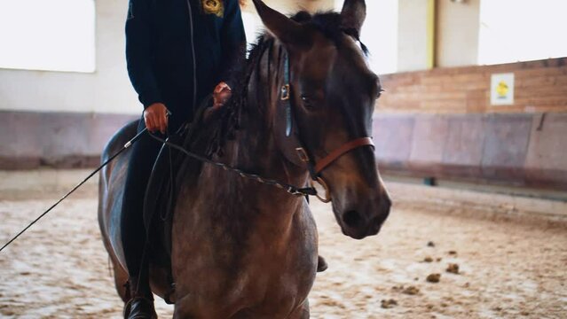 Cheval &agrave; tresses