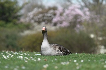 Beautiful Greylag goose lying on a pretty lawn full of daisies in spring in the Parc de la Tête d'or with flowers in the background