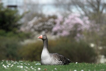 Fototapeta premium Beautiful Greylag goose lying on a pretty lawn full of daisies in spring in the Parc de la Tête d'or with flowers in the background