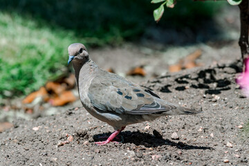 Eared Dove (Zenaida auriculata) in park, Buenos Aires, Argentina