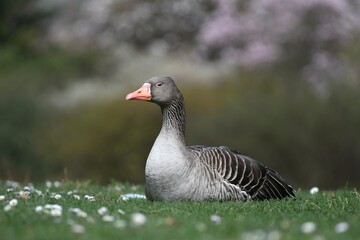 Beautiful Greylag goose lying on a pretty lawn full of daisies in spring in the Parc de la Tête d'or with flowers in the background