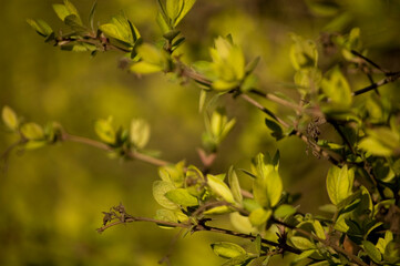 Opening buds on the branches in springtime. Selective focus, shallow depth of field.