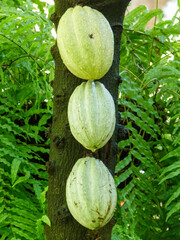 Cocoa fruit on its tree - fruta de cacao en su árbol