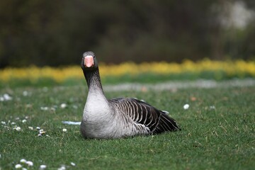 Beautiful Greylag goose lying on a pretty lawn full of daisies in spring in the Parc de la Tête d'or with flowers in the background