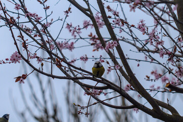 mésange bleue (cyanistes caeruleus) en europe posée sur une branches de prunier cerise en fleur...