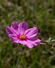 Obraz premium Cosmos flower - Flor de cosmos
