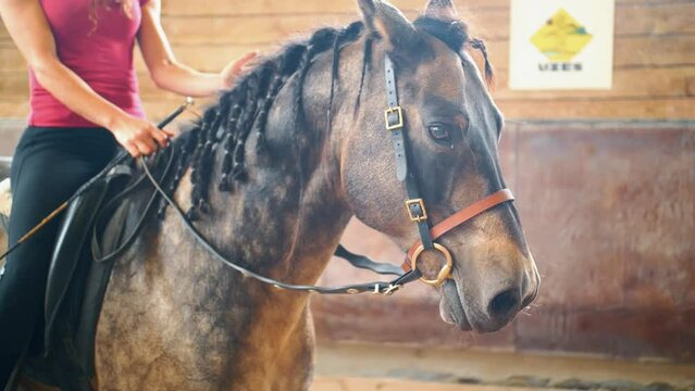 Cheval Haras entrainement