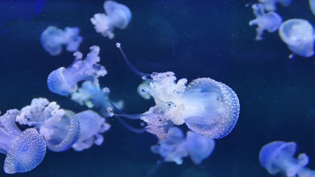 Jellyfish in water in Loro Parque zoo
