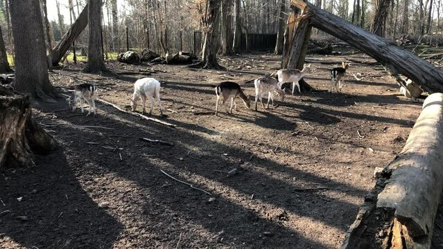 Rehe, Hirsche, Paarhufer in einem Gehege.