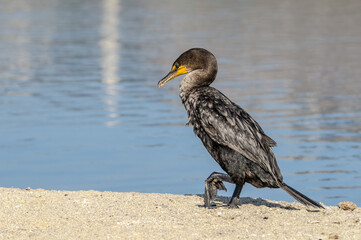 Double-crested Cormorant (Phalacrocorax auritus) in Malibu Lagoon, California, USA
