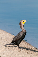 Double-crested Cormorant (Phalacrocorax auritus) in Malibu Lagoon, California, USA