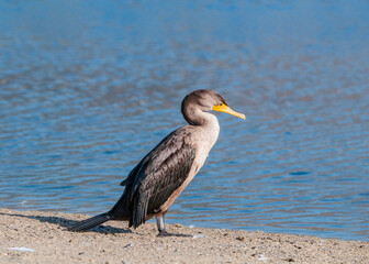 Double-crested Cormorant (Phalacrocorax auritus) in Malibu Lagoon, California, USA