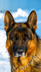 Portrait of a German shepherd in a park. Purebred dog