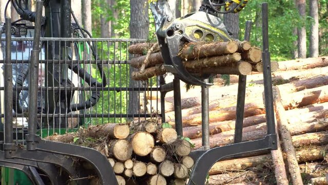 Loading logs on a truck trailer using a tractor loader with a grab crane. Transportation of coniferous logs to the sawmill. Deforestation and exploitation of nature. felling trees