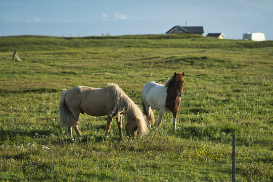 icelandic horses in a paddok