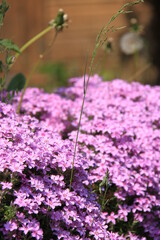 splendid blooming phlox flowers in garden