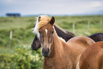 Obraz premium icelandic horses in a paddok