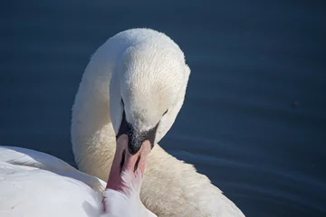 Gordijnen Closeup shot of a head of white swan © Roger Hagelstein1/Wirestock Creators