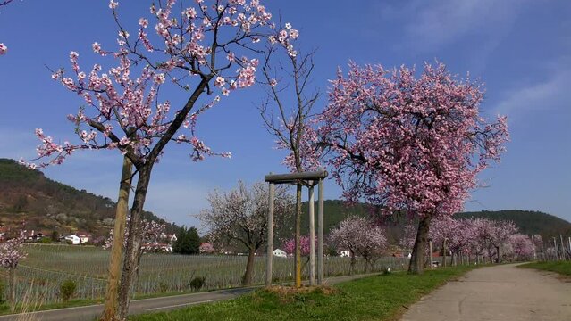 Mandelbl&uuml;te in der Pfalz, hier bei Neustadt-Gimmeldingen