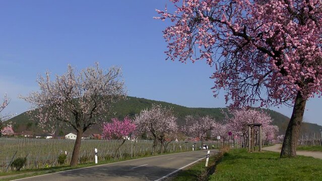 Mandelbl&uuml;te in der Pfalz, hier bei Neustadt-Gimmeldingen