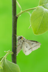 Male pale tussock, Calliteara pudibunda on twig photographed with a green background
