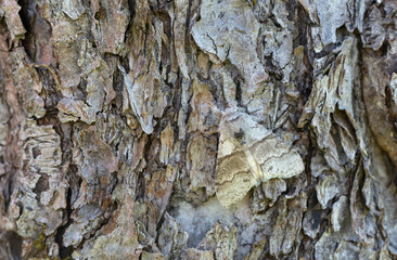 Male pale tussock, Calliteara pudibunda on bark